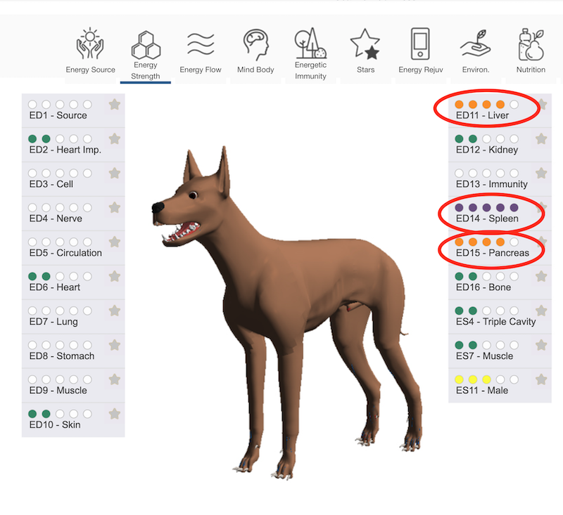 Bioenergetic scanning for dogs