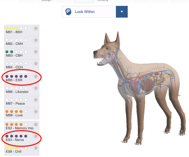 Bioenergetic scanning for dogs