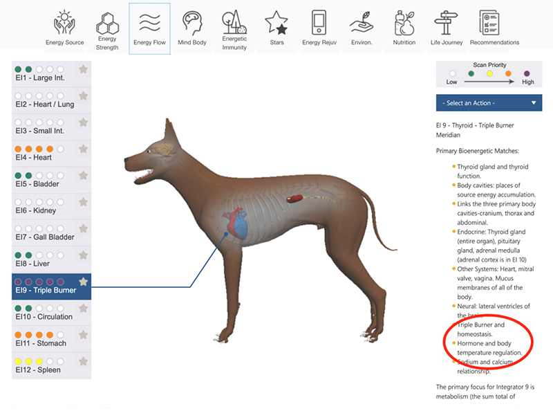 Bioenergetic scanning for dogs